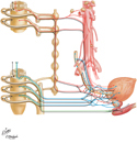 Urinary Bladder and Ureter: Innervation Schema