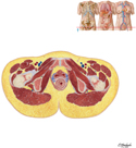 Female Pelvis: Cross Section of Vagina and Urethra