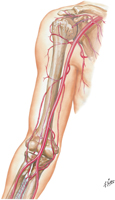 Arteries of Shoulder, Arm, and Elbow