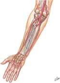 Arteries of Forearm and Hand