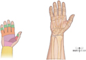 Hand: Flexor and Extensor Zones