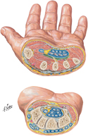 Wrist and Hand: Cross Sections