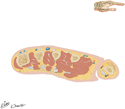 Hand: Cross Section Proximal to Metacarpophalangeal Joints