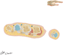 Hand: Cross Section Distal to Metacarpophalangeal Joints