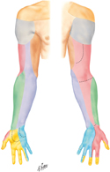 Upper Limb: Cutaneous Innervation