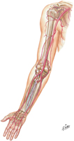 Arteries of Upper Limb