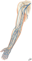 Veins of Upper Limb