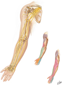 Nerves of Upper Limb