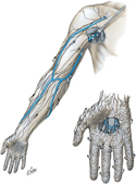 Lymphatic Vessels and Lymph Nodes of Upper Limb