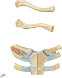 Clavicle and Sternoclavicular Joint