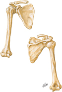 Humerus and Scapula