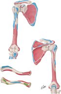 Humerus, Scapula, and Clavicle: Muscle Attachment Sites
