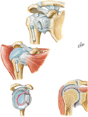 Joints of Shoulder