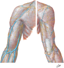 Superficial Veins of Proximal Upper Limb