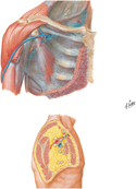 Pectoral, Clavipectoral, and Axillary Fasciae