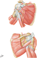Muscles of Shoulder: Deeper Dissection