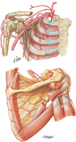 Axillary Artery and Anastomoses Around Scapula