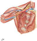 Axilla: Superficial Dissection