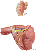 Axilla: Deeper Dissection