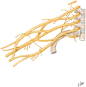 Brachial Plexus: Schema