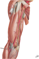 Brachial Artery In Situ