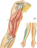 Musculocutaneous Nerve
