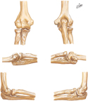 Bones of Elbow