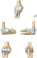 Ligaments of Elbow