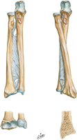 Bones of Forearm
