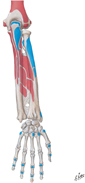 Bones of Forearm: Muscle Attachments on Posterior Surfaces