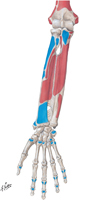 Bones of Forearm: Muscle Attachments on Anterior Surfaces
