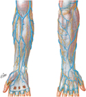 Superficial Veins of Forearm and Hand