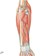 Muscles of Forearm: Deep Part of Posterior Compartment