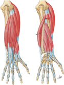 Muscles of Forearm: Extensors of Wrist and Digits