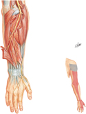 Radial Nerve: Forearm and Cutaneous Innervation