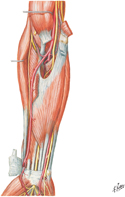 Muscles of Forearm: Intermediate Part of Anterior Compartment