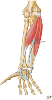 Muscles of Forearm: Flexors of Wrist