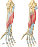 Muscles of Forearm: Flexors of Digits