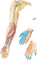Median Nerve