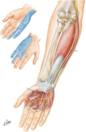 Ulnar Nerve
