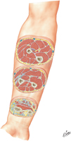 Forearm: Serial Cross Sections