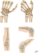 Bones of Wrist: Movements