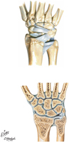 Ligaments of Wrist: Posterior View
