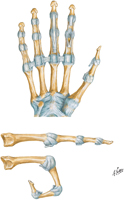 Metacarpophalangeal and Interphalangeal Joints