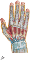 Nerves and Arteries of Hand and Wrist: Posterior View