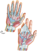 Wrist and Hand: Deeper Palmar Dissections