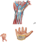 Wrist: Flexor Tendons, Arteries, and Nerves