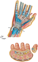 Hand: Midpalmar and Thenar Spaces, and Tendon Sheaths