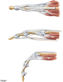 Hand: Muscles Acting on Metacarpal and Interphalangeal Joints