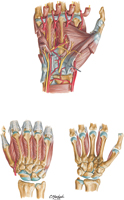 Muscles of Hand